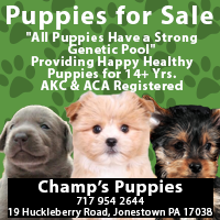 Dog Breeder in Bethel, Myerstown & Lebanon PA-Champ's Puppies.
