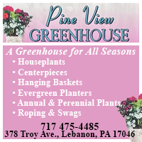Page 2  Send Indoor And Outdoor Plants Online to Lebanon, Fresh